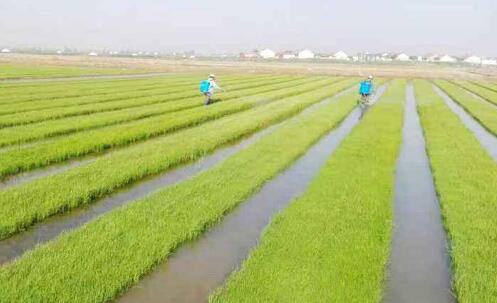 袁隆平將“海水稻”加工制成“沙漠海水稻” 袁隆平將“海水稻”加工制成“沙漠海水稻”