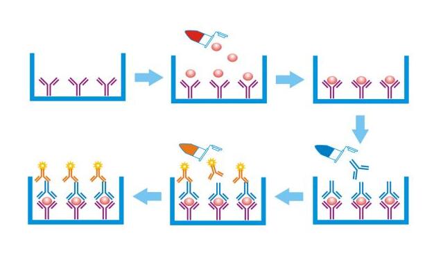 ELISA法與色譜、質譜儀器共同對抗豬瘟