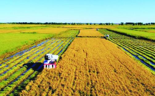 黑龍江用儀器檢測評選出金、銀、銅獎水稻 黑龍江用儀器檢測評選出金、銀、銅獎水稻