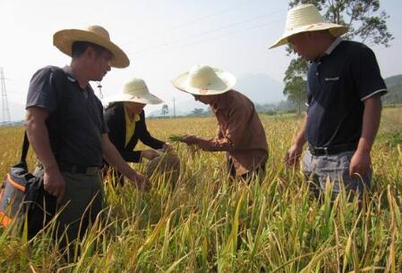 黑龍江用儀器檢測評選出金、銀、銅獎水稻 黑龍江用儀器檢測評選出金、銀、銅獎水稻