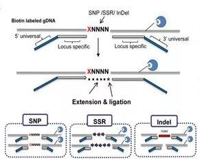 1544668625564194.jpg yx.jpg