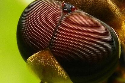 根據(jù)蒼蠅反應(yīng)快，天津大學(xué)精密儀器與光電子工程學(xué)院新型仿生復(fù)眼視覺系統(tǒng)