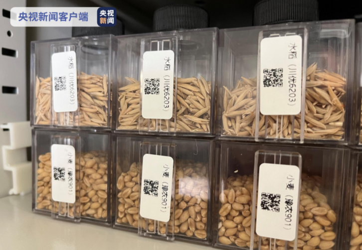 海南崖州灣種子實(shí)驗(yàn)室使用MNP標(biāo)記技術(shù)為種子制作“身份證” 海南崖州灣種子實(shí)驗(yàn)室使用MNP標(biāo)記技術(shù)為種子制作“身份證”