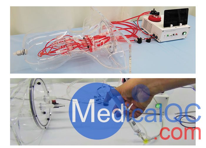 HB-1頭部血管模型,HB-1頭部體模,帶血管