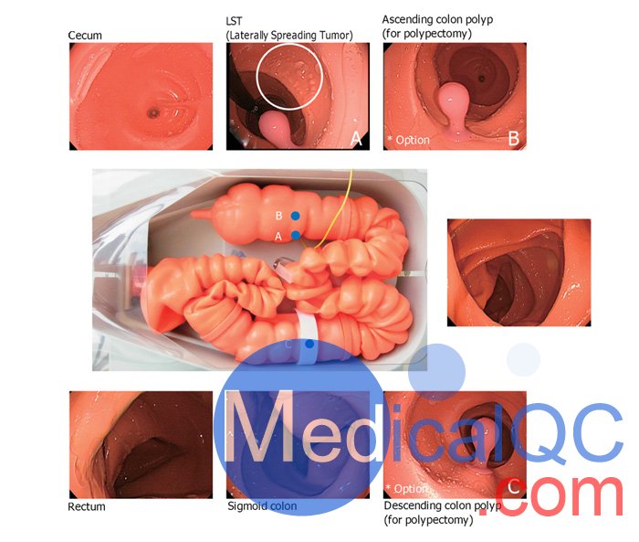 LM-107結腸鏡模擬器, LM-107內窺鏡下消化道模體